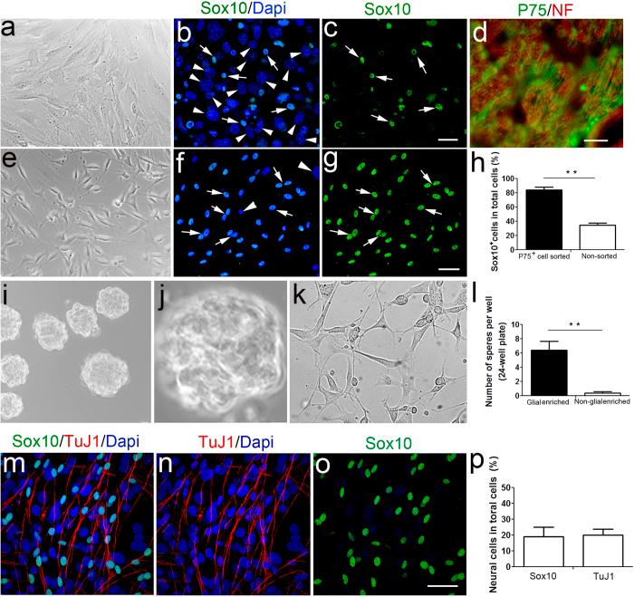https://cdn.ncbi.nlm.nih.gov/pmc/blobs/a8a4/4549618/b87916a942e3/srep13383-f9.jpg