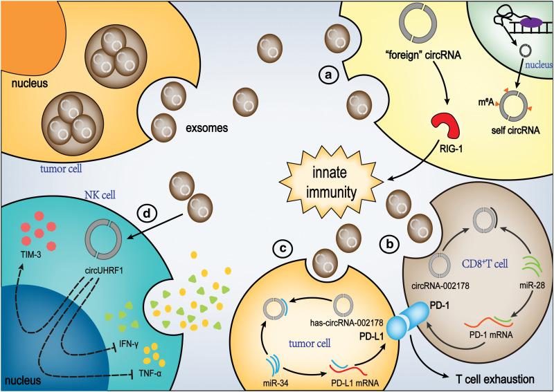 https://cdn.ncbi.nlm.nih.gov/pmc/blobs/a8a5/12034001/50af6bfe12f8/OncolRes-33-54623-f004.jpg
