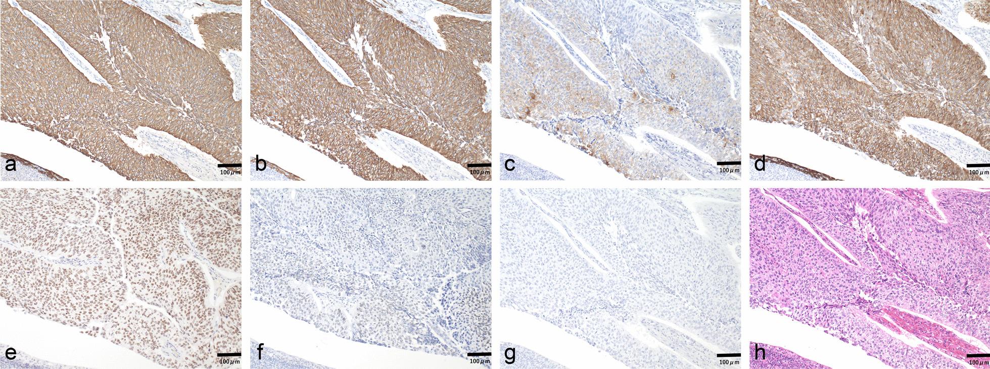 https://cdn.ncbi.nlm.nih.gov/pmc/blobs/a8a5/9116048/16282f742b1f/13256_2022_3426_Fig2_HTML.jpg