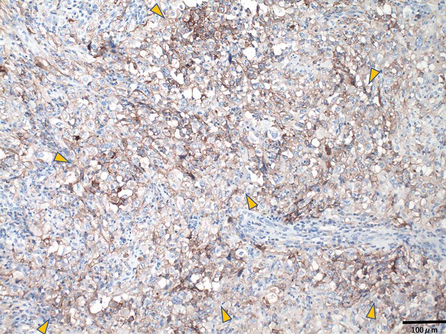 https://cdn.ncbi.nlm.nih.gov/pmc/blobs/a8a5/9116048/bad8c7907578/13256_2022_3426_Fig5_HTML.jpg