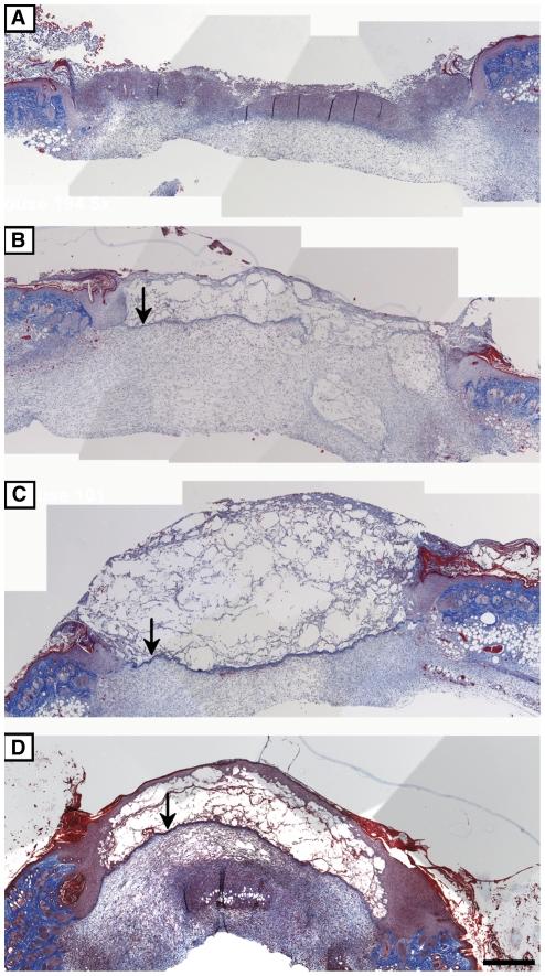 https://cdn.ncbi.nlm.nih.gov/pmc/blobs/a8a9/3285658/5e918b9a2eb4/pone.0032146.g008.jpg
