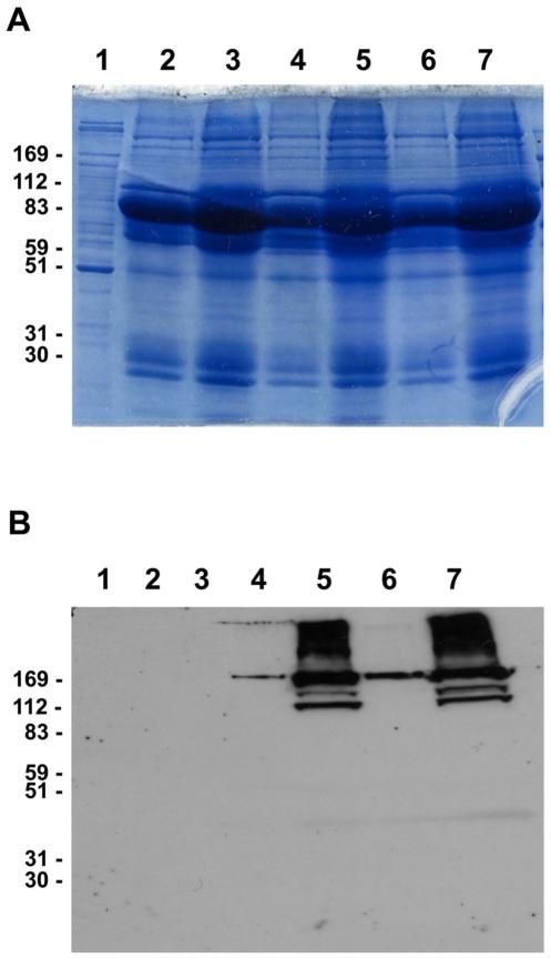 https://cdn.ncbi.nlm.nih.gov/pmc/blobs/a8a9/3285658/b6f6152cf13a/pone.0032146.g001.jpg