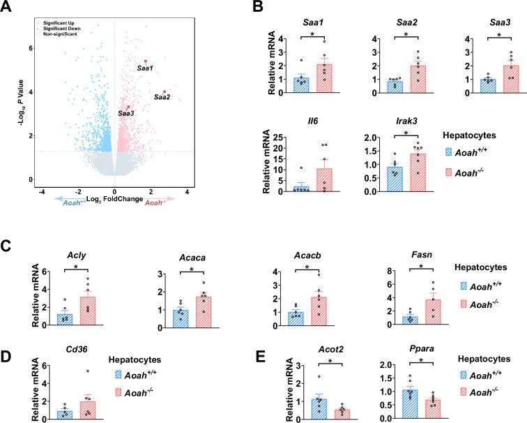 https://cdn.ncbi.nlm.nih.gov/pmc/blobs/a8aa/12021412/8c15852f2dec/elife-100731-fig5-figsupp1.jpg