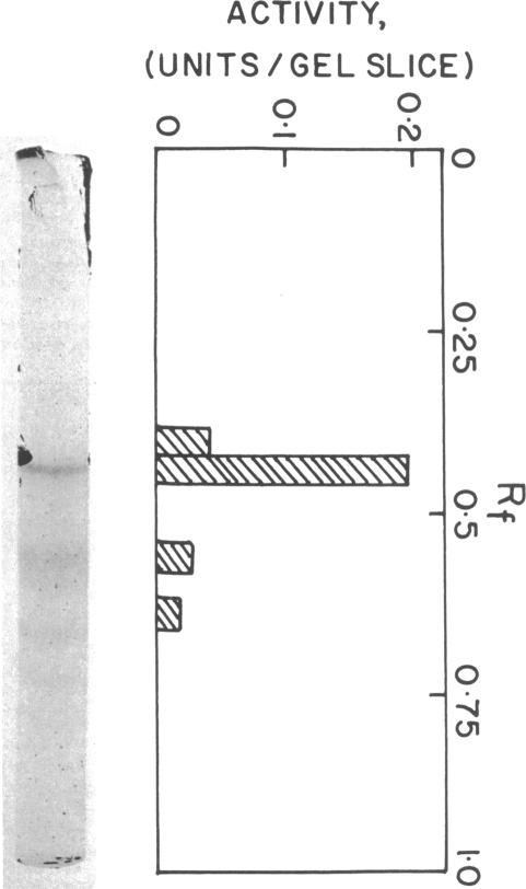 https://cdn.ncbi.nlm.nih.gov/pmc/blobs/a8aa/233299/4b161ffefa85/jbacter00317-0444-a.jpg