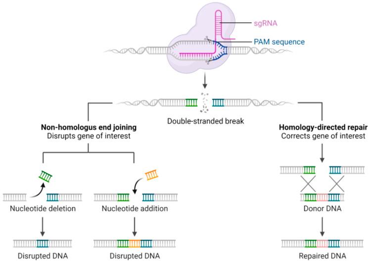 https://cdn.ncbi.nlm.nih.gov/pmc/blobs/a8ae/12385367/3575c79f8d5a/genes-16-00850-g002.jpg