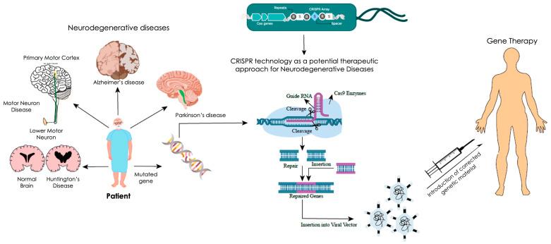 https://cdn.ncbi.nlm.nih.gov/pmc/blobs/a8ae/12385367/52cffc1aec6a/genes-16-00850-g001.jpg