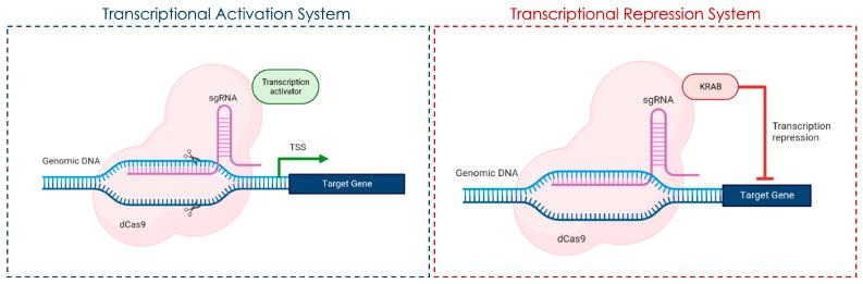 https://cdn.ncbi.nlm.nih.gov/pmc/blobs/a8ae/12385367/c3f5ef9cae97/genes-16-00850-g003.jpg