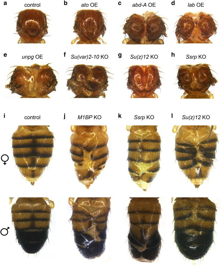 https://cdn.ncbi.nlm.nih.gov/pmc/blobs/a8b0/11373662/59a6efbb3a4f/jkae097f6.jpg