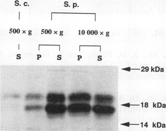 https://cdn.ncbi.nlm.nih.gov/pmc/blobs/a8b2/358463/0eccfaccb1ac/molcellb00002-0223-b.jpg