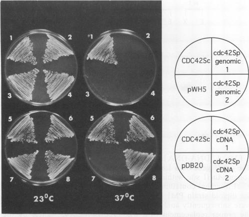 https://cdn.ncbi.nlm.nih.gov/pmc/blobs/a8b2/358463/6ba67a4d0d81/molcellb00002-0219-a.jpg