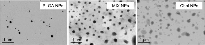 https://cdn.ncbi.nlm.nih.gov/pmc/blobs/a8b2/9594119/77d121fd3b00/gr2.jpg