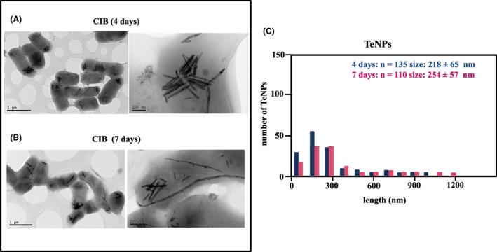 https://cdn.ncbi.nlm.nih.gov/pmc/blobs/a8b6/10128142/41281a46d6b7/MBT2-16-915-g008.jpg