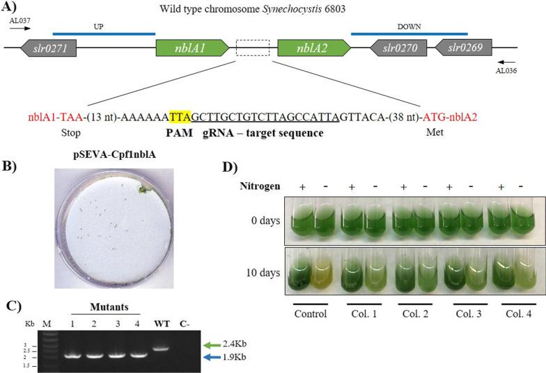 https://cdn.ncbi.nlm.nih.gov/pmc/blobs/a8bc/9148489/8e0ed7c372e6/12934_2022_1830_Fig4_HTML.jpg