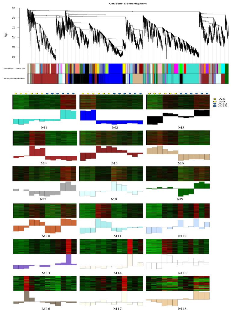https://cdn.ncbi.nlm.nih.gov/pmc/blobs/a8be/12294169/7cb9f6b5b6b5/genes-16-00845-g006.jpg