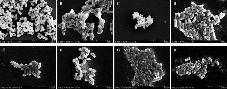 https://cdn.ncbi.nlm.nih.gov/pmc/blobs/a8bf/10300259/7020ed8dc0b5/gr5.jpg