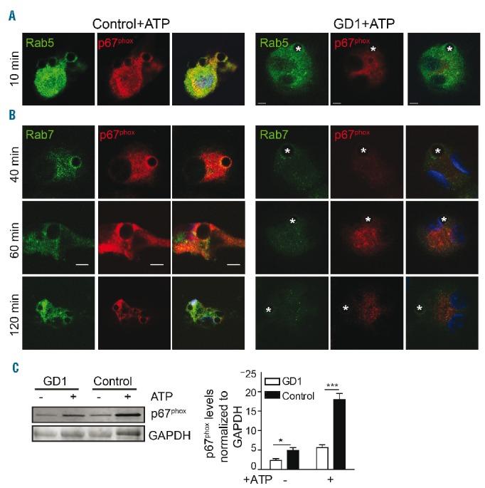 https://cdn.ncbi.nlm.nih.gov/pmc/blobs/a8c0/5395106/246d0035c8b2/102656.fig5.jpg