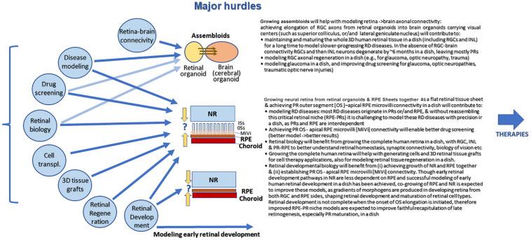 https://cdn.ncbi.nlm.nih.gov/pmc/blobs/a8c1/7513806/922b56a55562/fncel-14-00179-g008.jpg
