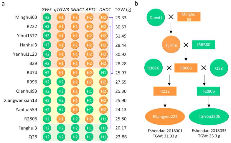 https://cdn.ncbi.nlm.nih.gov/pmc/blobs/a8c2/10742856/3bc5e918037a/genes-14-02201-g005.jpg