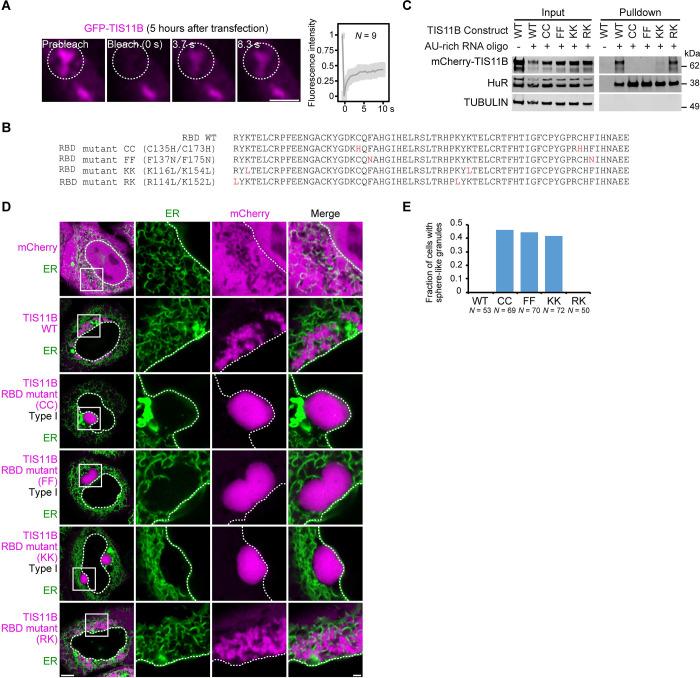 https://cdn.ncbi.nlm.nih.gov/pmc/blobs/a8c2/7968931/3e9da20d5bf2/elife-64252-fig1-figsupp1.jpg