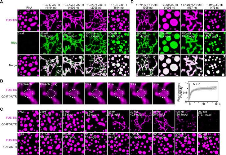 https://cdn.ncbi.nlm.nih.gov/pmc/blobs/a8c2/7968931/4dfb355ce839/elife-64252-fig2.jpg