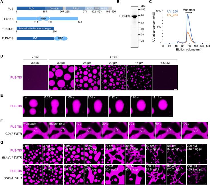 https://cdn.ncbi.nlm.nih.gov/pmc/blobs/a8c2/7968931/c5f8c8f63ad6/elife-64252-fig2-figsupp1.jpg