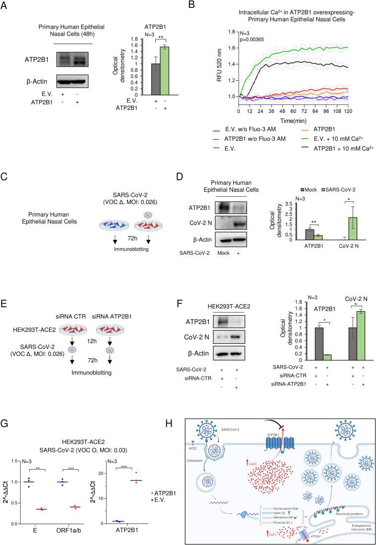 https://cdn.ncbi.nlm.nih.gov/pmc/blobs/a8c4/11239940/bf13d449a83e/44319_2024_164_Fig2_HTML.jpg