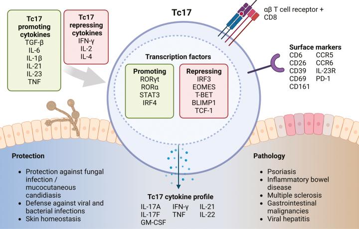 https://cdn.ncbi.nlm.nih.gov/pmc/blobs/a8c7/10917240/3270326ecb9c/kyad010_fig1.jpg