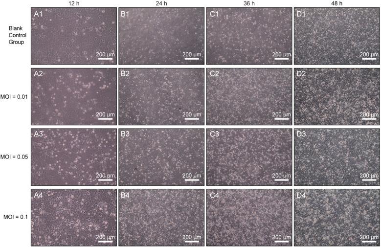 https://cdn.ncbi.nlm.nih.gov/pmc/blobs/a8c9/12095332/dfc91759e405/fimmu-16-1593691-g001.jpg
