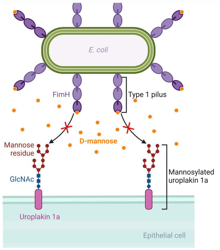 https://cdn.ncbi.nlm.nih.gov/pmc/blobs/a8cb/11273536/062e59d0729c/antibiotics-13-00593-g003.jpg