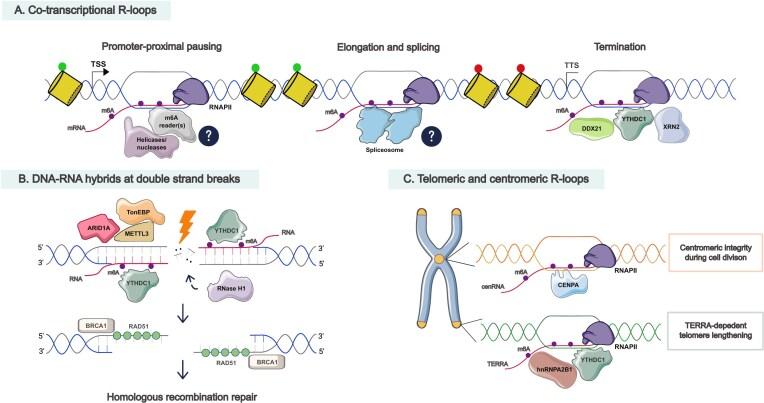 https://cdn.ncbi.nlm.nih.gov/pmc/blobs/a8cb/12342906/8e1b37e489ea/zcaf022fig2.jpg