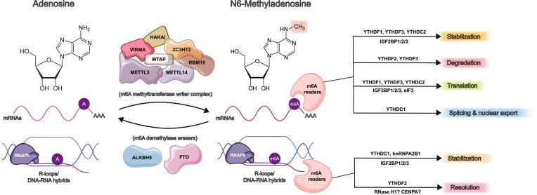 https://cdn.ncbi.nlm.nih.gov/pmc/blobs/a8cb/12342906/c8c353b33138/zcaf022fig1.jpg