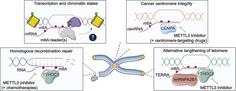 https://cdn.ncbi.nlm.nih.gov/pmc/blobs/a8cb/12342906/cd800a33d112/zcaf022figgra1.jpg