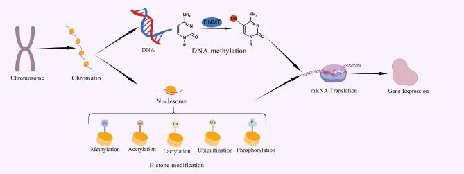 https://cdn.ncbi.nlm.nih.gov/pmc/blobs/a8cc/12263365/df4f8c78cb90/fonc-15-1569651-g001.jpg