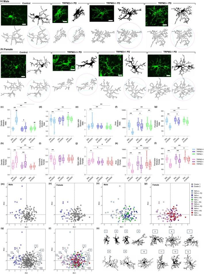 https://cdn.ncbi.nlm.nih.gov/pmc/blobs/a8cc/12334870/1058c9ea98c9/GLIA-73-2035-g008.jpg