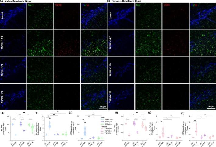 https://cdn.ncbi.nlm.nih.gov/pmc/blobs/a8cc/12334870/1bc94724ca9b/GLIA-73-2035-g001.jpg