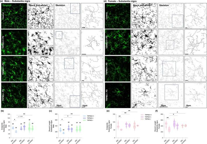 https://cdn.ncbi.nlm.nih.gov/pmc/blobs/a8cc/12334870/2bcecfcc770e/GLIA-73-2035-g006.jpg