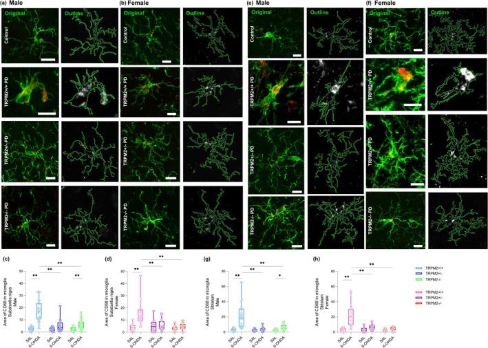 https://cdn.ncbi.nlm.nih.gov/pmc/blobs/a8cc/12334870/4cabb9ce298e/GLIA-73-2035-g003.jpg