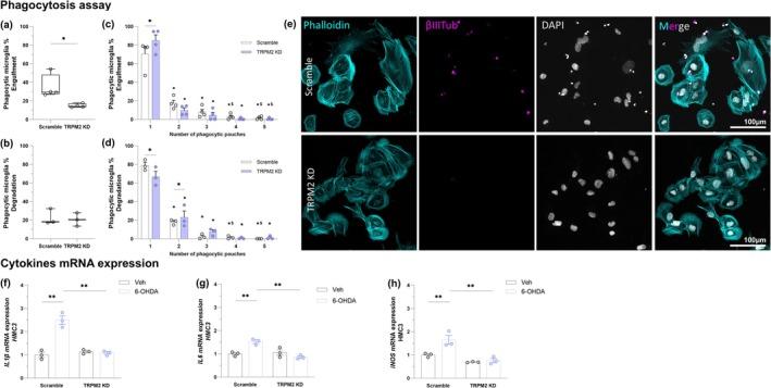 https://cdn.ncbi.nlm.nih.gov/pmc/blobs/a8cc/12334870/b759fa78a105/GLIA-73-2035-g010.jpg
