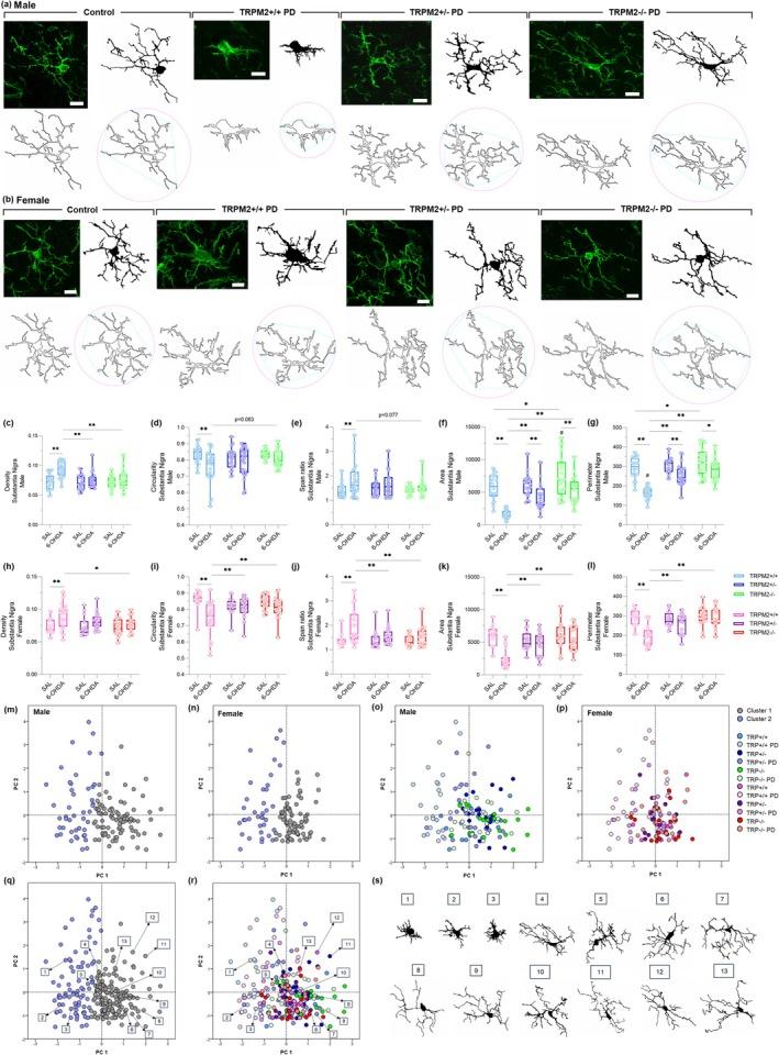 https://cdn.ncbi.nlm.nih.gov/pmc/blobs/a8cc/12334870/c35a4601dd73/GLIA-73-2035-g009.jpg