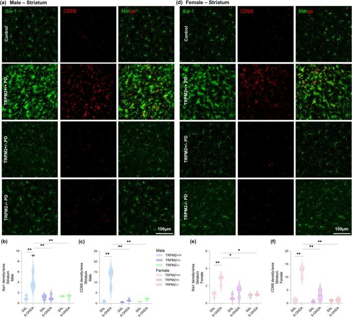 https://cdn.ncbi.nlm.nih.gov/pmc/blobs/a8cc/12334870/f8659bcb63f2/GLIA-73-2035-g005.jpg