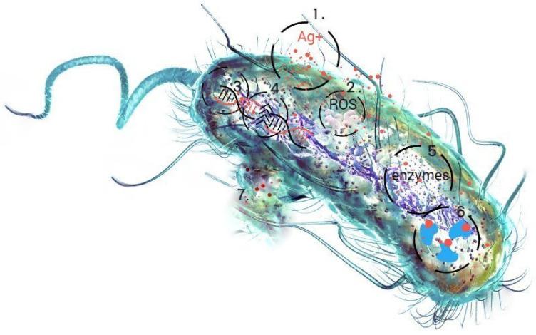 https://cdn.ncbi.nlm.nih.gov/pmc/blobs/a8cf/11679571/9d396108bcac/ijms-25-13548-g001.jpg