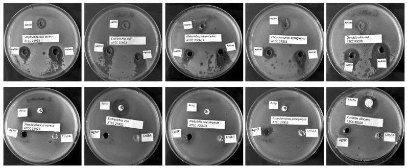 https://cdn.ncbi.nlm.nih.gov/pmc/blobs/a8cf/11679571/ac4c65ad14d7/ijms-25-13548-g010.jpg