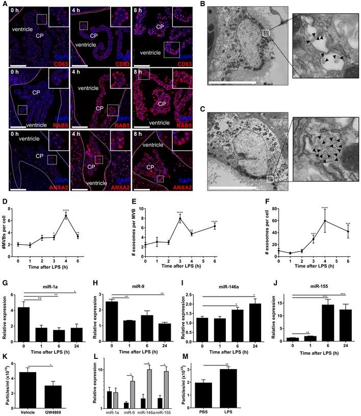 https://cdn.ncbi.nlm.nih.gov/pmc/blobs/a8cf/5048366/0f792092e933/EMMM-8-1162-g008.jpg