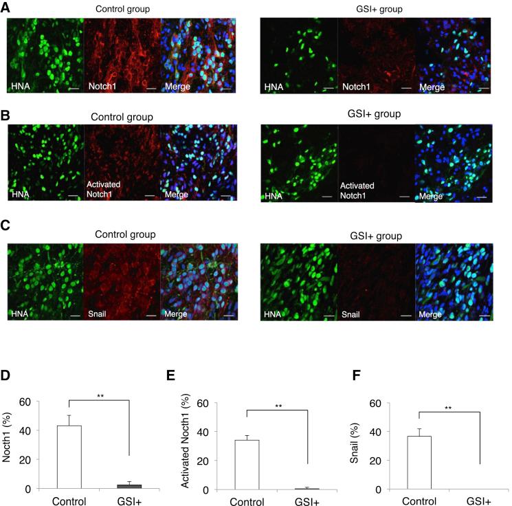 https://cdn.ncbi.nlm.nih.gov/pmc/blobs/a8d1/5063571/842adec71e82/gr5.jpg