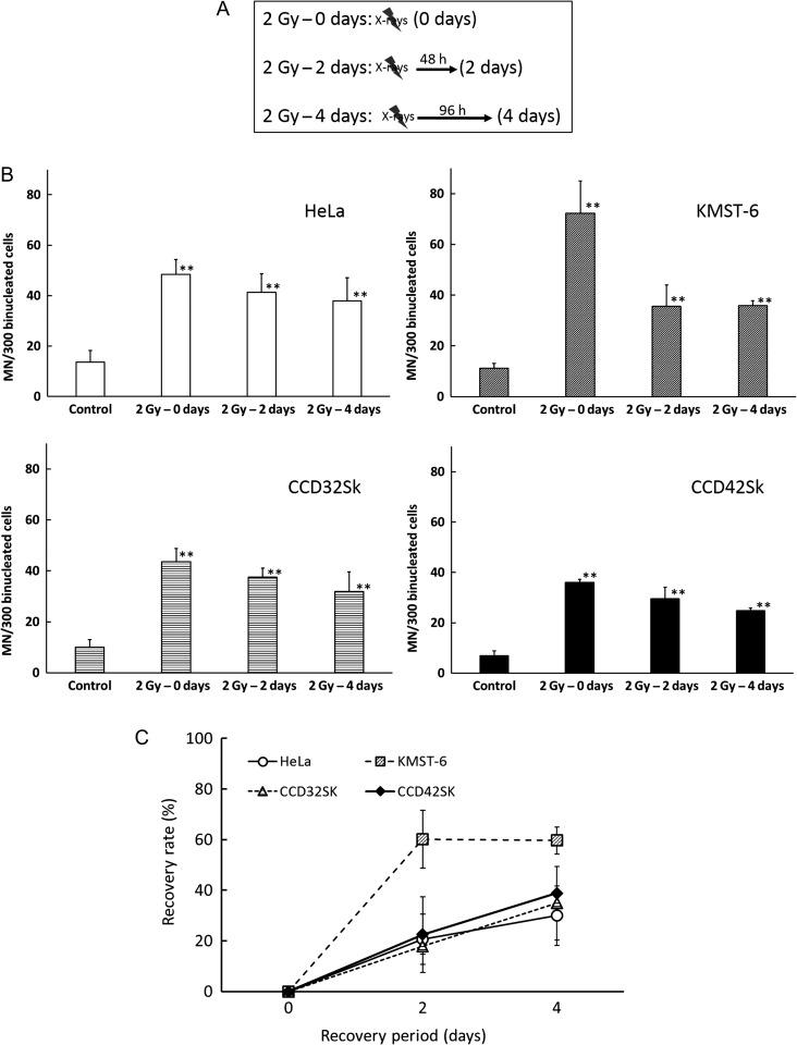https://cdn.ncbi.nlm.nih.gov/pmc/blobs/a8d1/6151641/441de007b8c8/rry051f01.jpg
