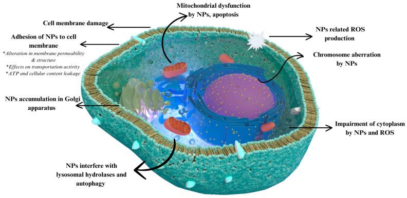 https://cdn.ncbi.nlm.nih.gov/pmc/blobs/a8d6/11510578/1924ace0e7f4/nanomaterials-14-01618-g010.jpg