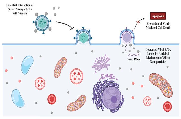 https://cdn.ncbi.nlm.nih.gov/pmc/blobs/a8d6/11510578/250fa5899d7e/nanomaterials-14-01618-g004.jpg