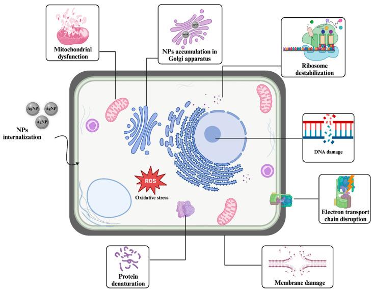 https://cdn.ncbi.nlm.nih.gov/pmc/blobs/a8d6/11510578/936c57be6024/nanomaterials-14-01618-g003.jpg