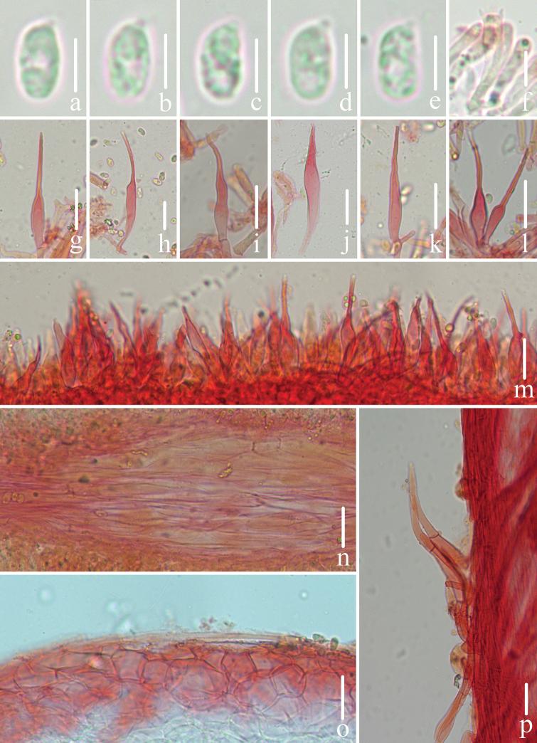 https://cdn.ncbi.nlm.nih.gov/pmc/blobs/a8db/9849094/cf1a33911c6b/mycokeys-93-023-g014.jpg