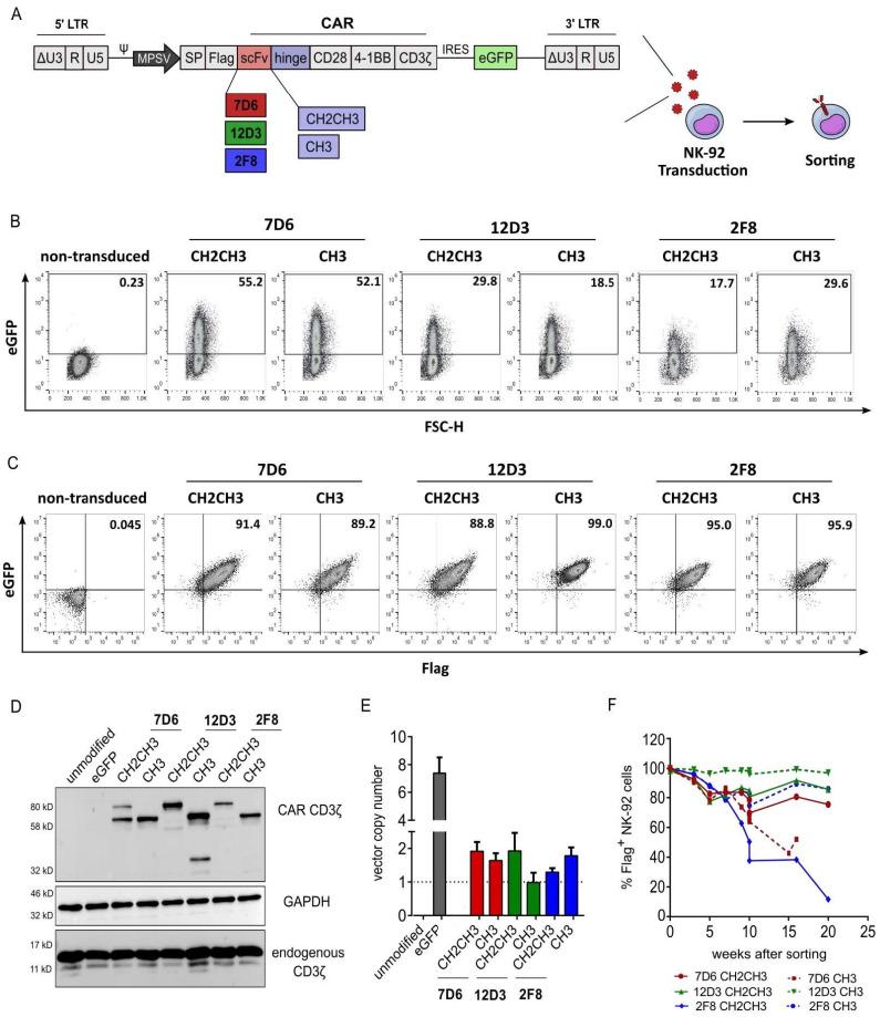 https://cdn.ncbi.nlm.nih.gov/pmc/blobs/a8e0/10296665/bd919967137c/cancers-15-03169-g001.jpg